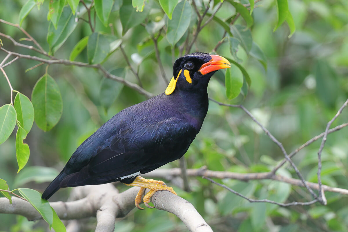 Hill Myna Chhattisgarh State Bird