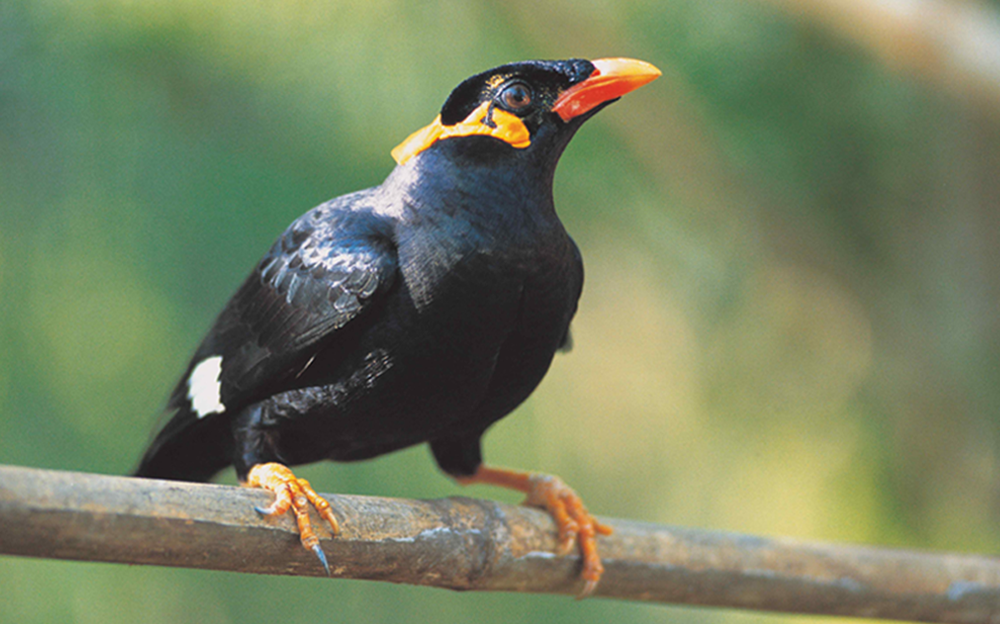 Hill Myna Chhattisgarh State Bird