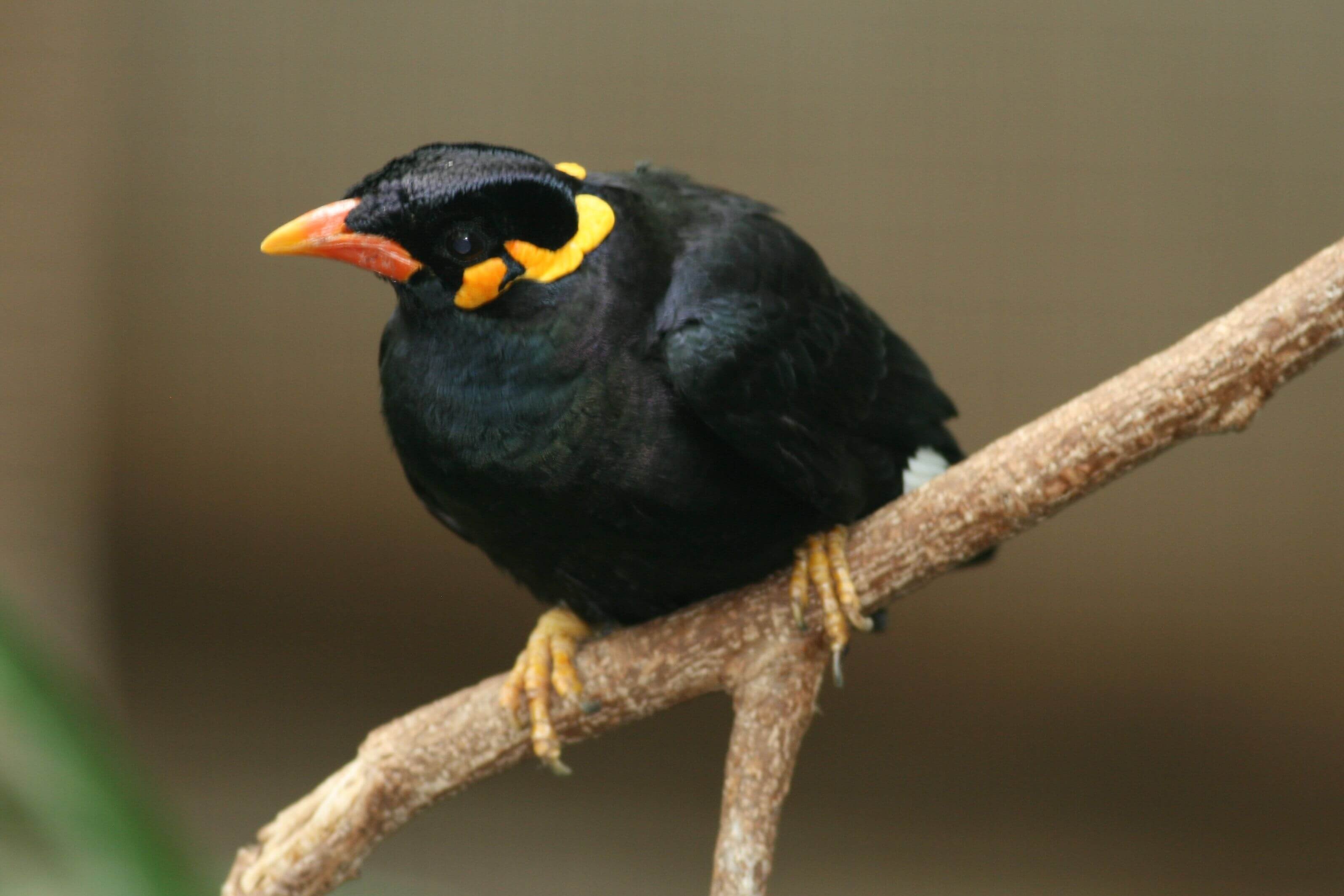 Hill Myna Chhattisgarh State Bird